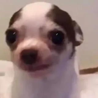 😢 hond, chihuahua, dier, huisdier, schattig, grappig, meme telegram sticker