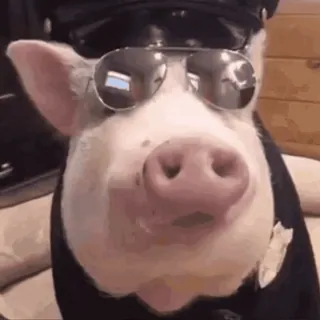 🐖 pig, police, animal, sunglasses, officer, cute, funny whatsapp sticker