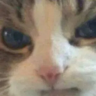 😡 cat, animal, meme, pet, cute, kitty, feline telegram sticker