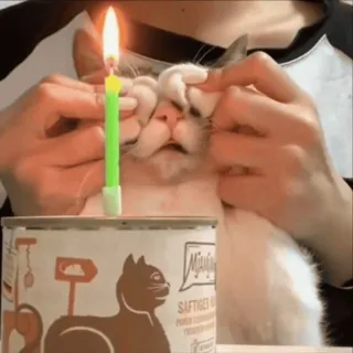 🥳 猫, 誕生日, ろうそく, 動物, 面白い, かわいい telegram sticker