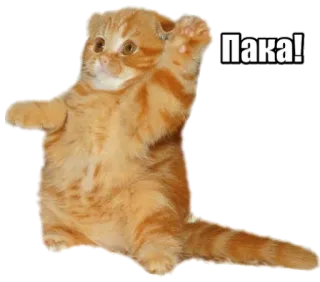 🚶‍♂️ Пака! cat, waving, funny, animal, cute, пака telegram sticker