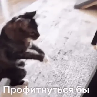 🤑 Профитнуться бы chat, mème, russe, texte, animal whatsapp sticker