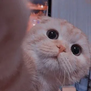 🌸 猫, 可愛い, 動物, ペット, スコティッシュフォールド telegram sticker