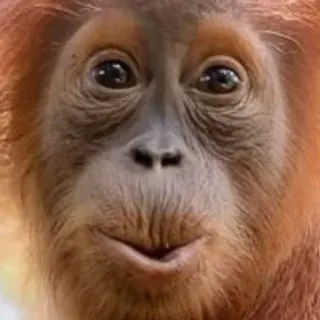 🙂 orangutan telegram sticker