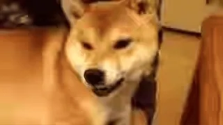 😡 犬, 柴犬, 動物, ペット, かわいい, ミーム telegram sticker