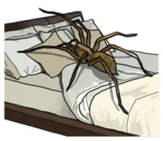 😵 spider, bed, arachnid, creepy, insect telegram sticker
