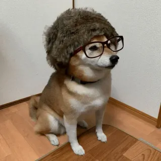 🐕 개, 시바견, 안경, 모자, 웃긴, 애완동물, 동물 whatsapp sticker