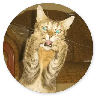 😆 chat, drôle, animal, mème telegram sticker
