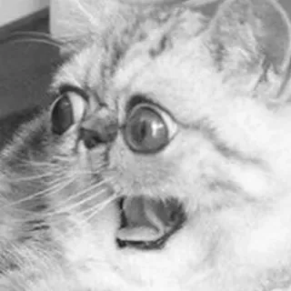 😦 猫, ショック, 怖い, 面白い, ミーム, 動物 telegram sticker