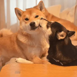 💋 chien, chiot, Shiba Inu, mignon, animal de compagnie, animal, race de chien whatsapp sticker