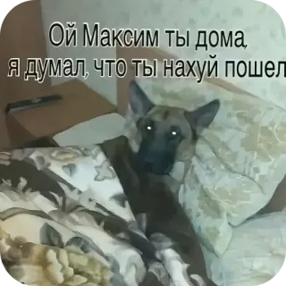 🐶 Maxim Ой Максим ты дома, я думал, что ты нахуй пошел 犬, 面白い, 寝室, ベッド, ロシア, ミーム telegram sticker