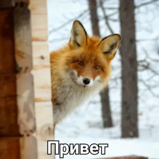 🖖 Привет raposa, animal, saudação, fofo, inverno telegram sticker