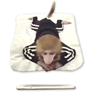 🐒 Affe, Tier, Kleidung, entspannt whatsapp sticker