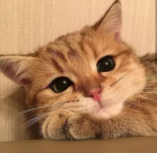 😍 kucing, anak kucing, hewan peliharaan, imut, binatang, domestik telegram sticker