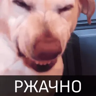 😆 РЖАЧНО cane, divertente, meme, russo telegram sticker