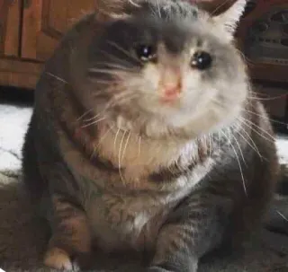 😭 cat, sad, crying, meme, animal, pet, cute whatsapp sticker