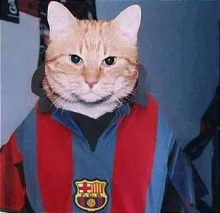 🤩 kucing, hewan, peliharaan, pakaian, kaos, olahraga, sepak bola whatsapp sticker