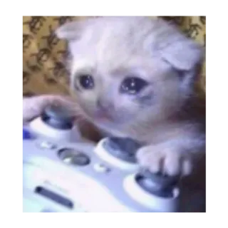 😢 kucing, anak kucing, sedih, game, kontroler, meme telegram sticker