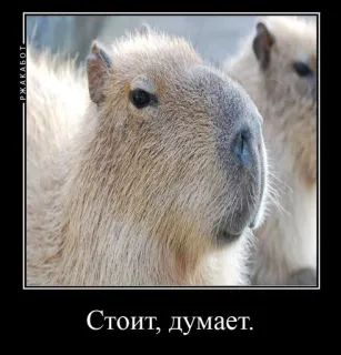 🤔 Стоит, думает. คาปิบารา, สัตว์, สัตว์ฟันแทะ, ตลก telegram sticker