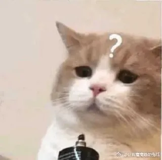 🍥 gato, ponto de interrogação, confuso, animal de estimação, animal, pensando telegram sticker