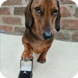 💍 dachshund, dog, proposal, ring, love, marriage, cute, puppy, engagement telegram sticker