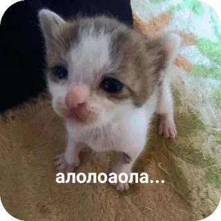 🐱 алолоаола... 小猫, 猫, 动物, 可爱, 小, 宠物 whatsapp sticker