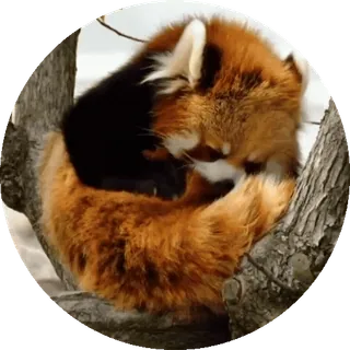 🐼 Panda ruda, Zwierzę, Drzewo, Natura, Dzikie zwierzęta, Ssak telegram sticker