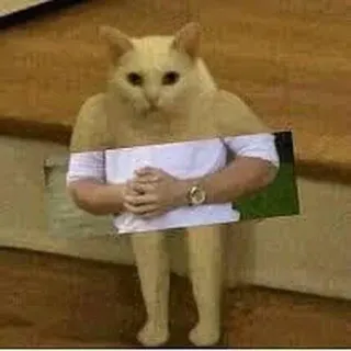 😕 cat, animal, meme, funny, humor, weird telegram sticker