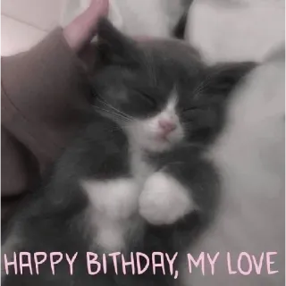 🥳 HAPPY BITHDAY, MY LOVE แมว, ลูกแมว, วันเกิด, ความรัก, ทักทาย, น่ารัก, สัตว์ telegram sticker