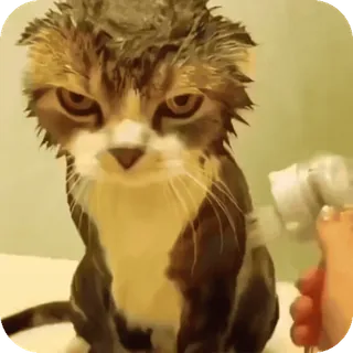 😠 telegram sticker