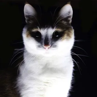 👹 кошка, питомец, животное, домашний, кошачий telegram sticker