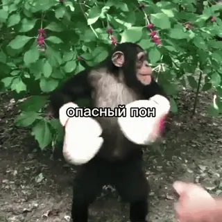 поны one(1) by  @p1s34kaqq3wh1sp3r telegram stickers