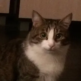 🙂 Katze, Tier, Haustier, Hauskatze, Säugetier, Katzenartig telegram sticker