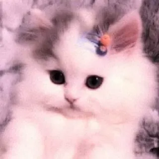🐈 cat, kitten, cute, pet, animal, fluffy telegram sticker