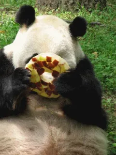 😣 panda, animal, urso, vida selvagem, mamífero, natureza, zoo, fofo telegram sticker