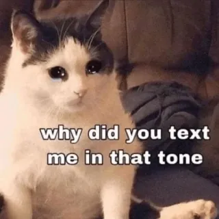 😩 why did you text me in that tone 猫, 泣く, 悲しい, ミーム, 面白い telegram sticker