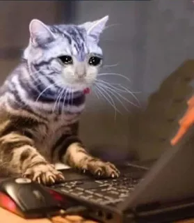 😩 gato, portátil, triste, llorando, ordenador telegram sticker