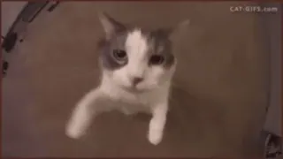😘 CAT-GIFS.COM cat, kitten, funny, animal, pet, cute telegram sticker