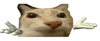 🤷‍♂️ kucing, meme, angkat bahu, lucu, hewan whatsapp sticker