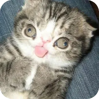 🐱 cat, kitten, cute, funny, animal, pet, tongue telegram sticker