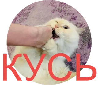 😡 КУСЬ кот, кусать, животное, смешной, питомец whatsapp sticker