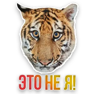 🐯 ЭТО НЕ Я! tiger, animal, cat, wildlife, sticker telegram sticker