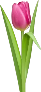 🌷 Tulpe, Blume, Frühling, Rosa, Natur, Pflanze whatsapp sticker