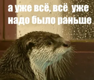 ⏰ а уже всё, всё уже надо было раньше otter, animal, meme, Russian telegram sticker