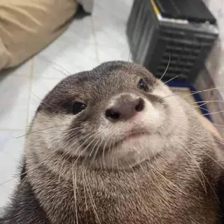 🦦 nutria, animal, mamífero, mono, fauna, retrato telegram sticker