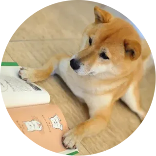 📕 犬, 柴犬, 読書, 本, ペット, ペット, 動物 telegram sticker