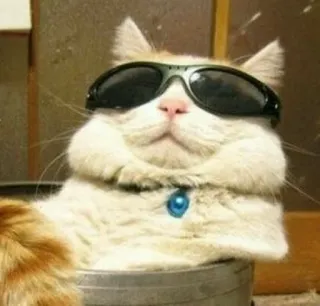 🌙 Katze, Sonnenbrille, Tier, Cool, Haustier, Katzenartig telegram sticker