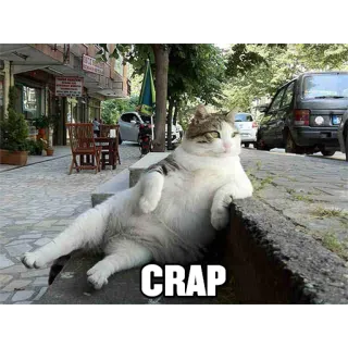 ☹ CRAP gato, gracioso, meme, animal, calle, sentado telegram sticker