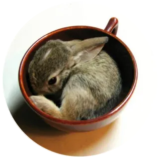 Хитрый кролик whatsapp stickers