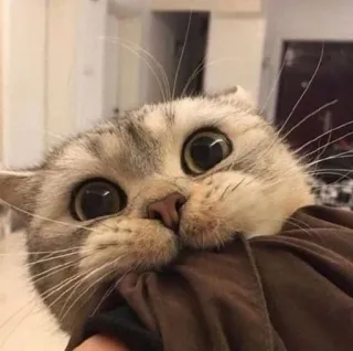 🪐 cat, cute, animal, kitten, pet, domestic animal telegram sticker